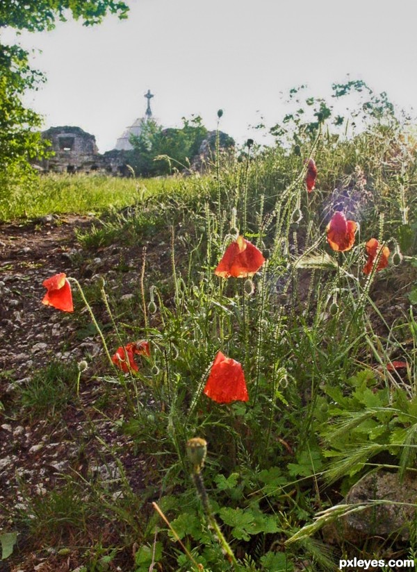 poppies and ruin